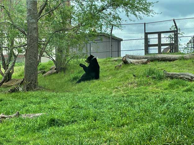 The Zoo Diaries: Accelerometer and magnetometers dataloggers supplement animal welfare monitoring for zoo bears - Photo 2