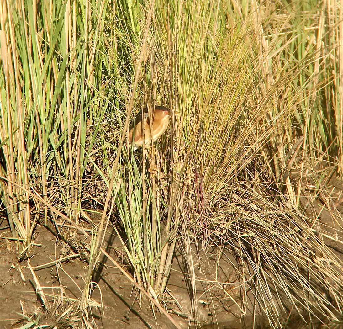 Monitoring Secretive Marsh Birds - Photo 1
